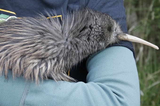 Kiwi release Motutapu 5