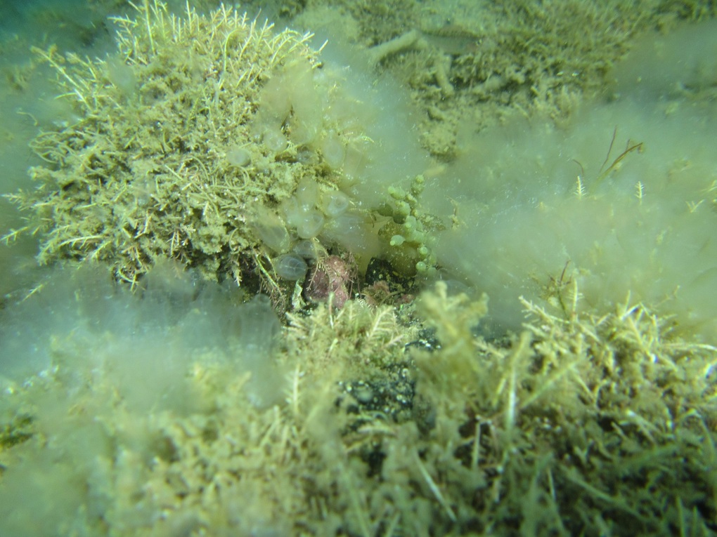 Marine invader found in Great Barrier Island waters (2)