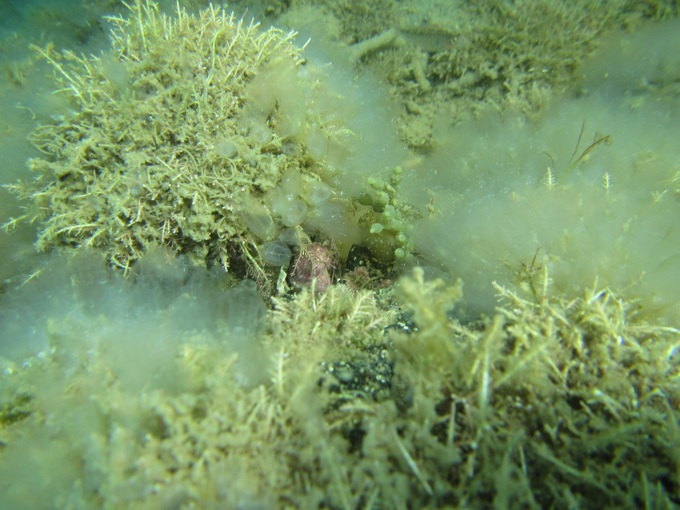 Marine invader found in Great Barrier Island waters (2)