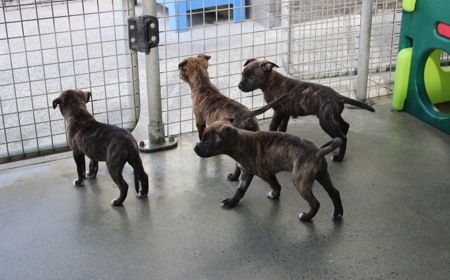 Seabiscuit tile image