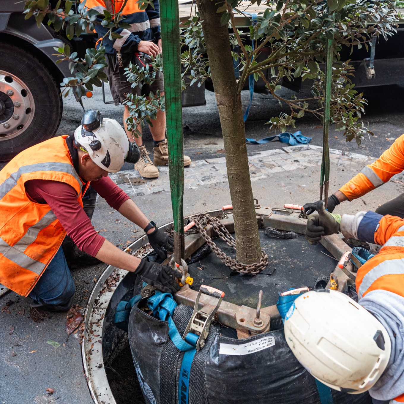 Lorne Street tree being planted.