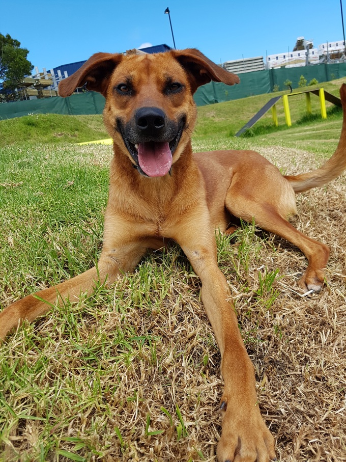 Adorable adoptables: Max