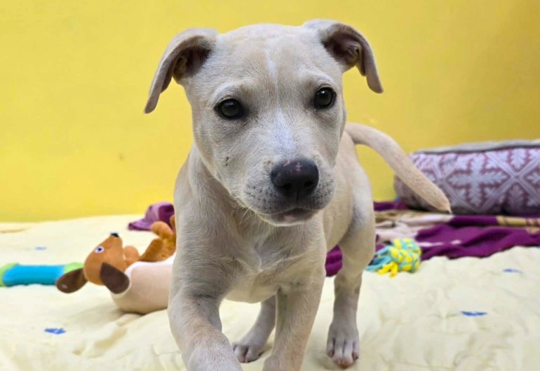 662061827 1457533772499355 502298197523291165 N