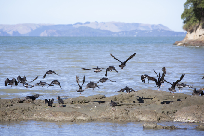 38-377909 Lynfield Cove Beach at Walmsley Park