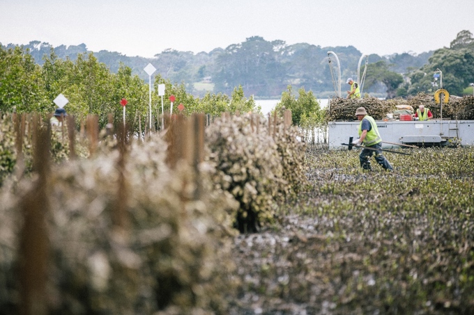 Mangrove mission a magnificent obsession1