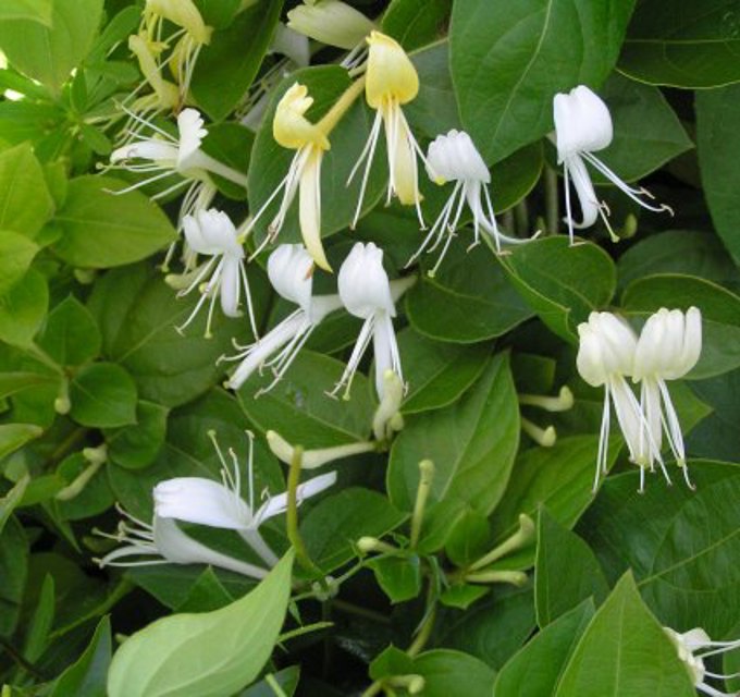 Beat the weeds: Japanese honeysuckle 2