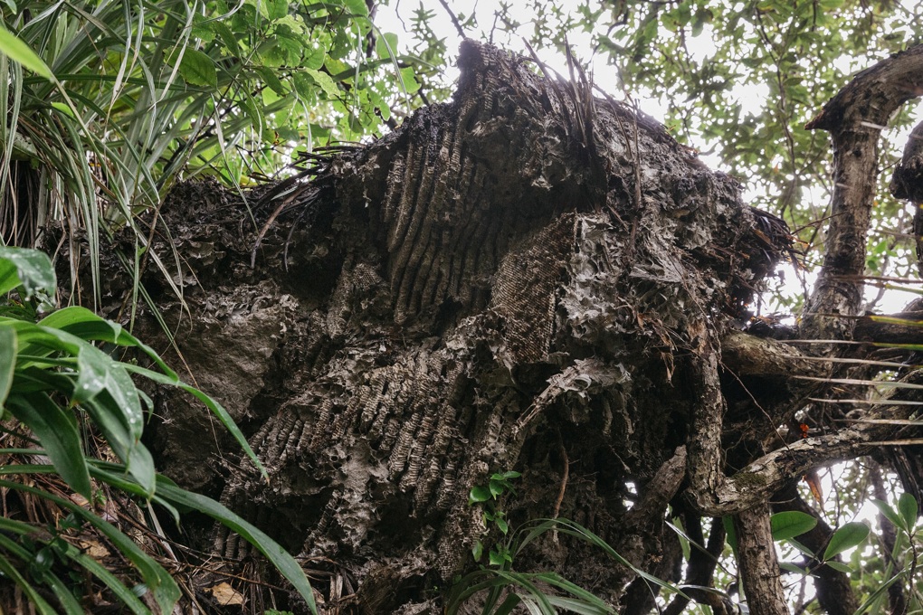 Wasp nest discovery a timely summer reminder (1)