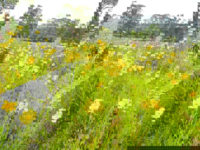 Waikumete Wildflowers (1)