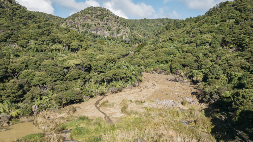 Native bush