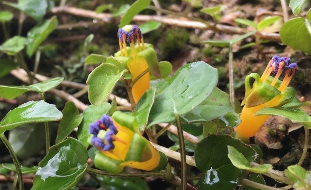 fuchsia cropped.jpg