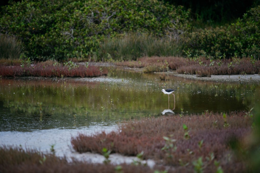 A Bird By The Water