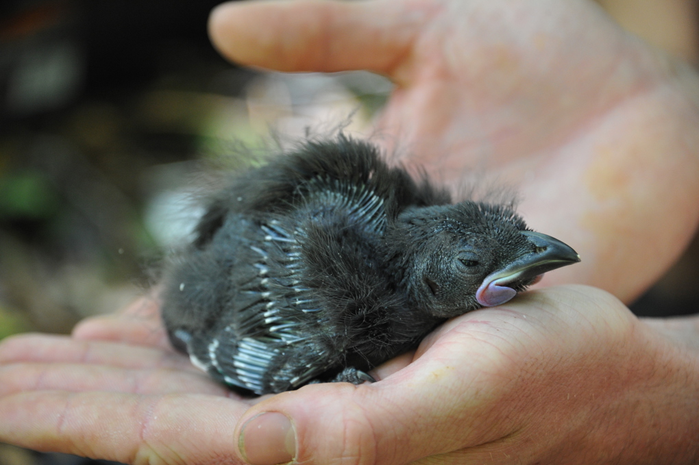 20151203_HUNUA_Monitoring & banding_ (370).JPG
