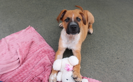 Psyduck (ADOPTED) tile image