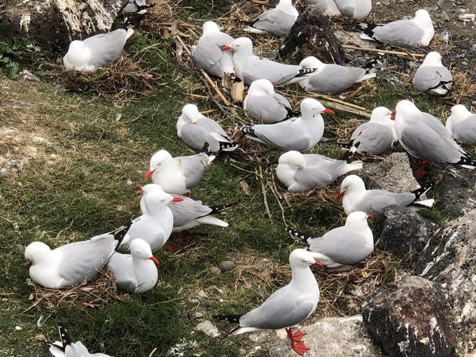 Decoys lure birds to new breeding site (2)