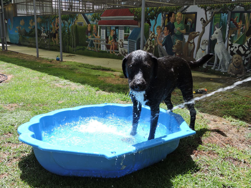Moki (1)