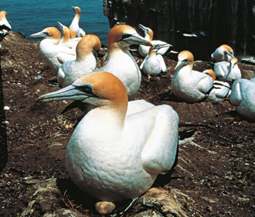 Muriwai gannet colony