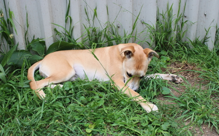 Thai (ADOPTED) tile image
