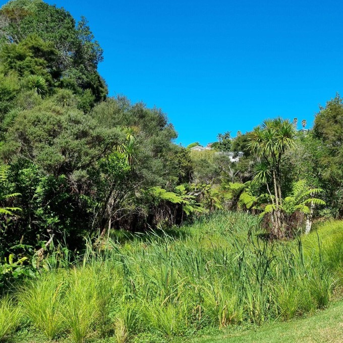 Helping Backyard Streams