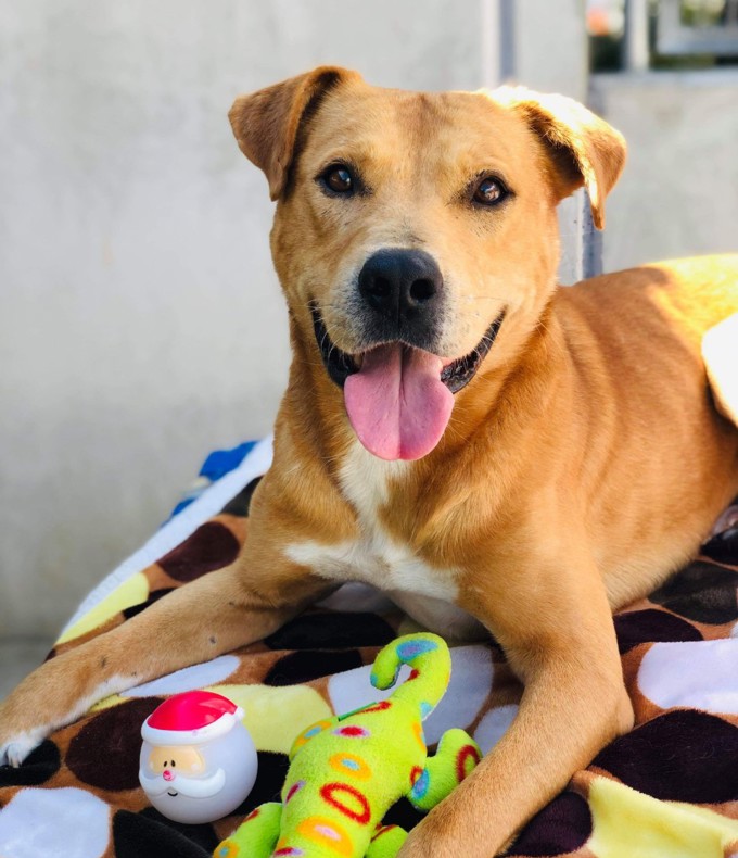 Adorable adoptables from Auckland's shelters (3)