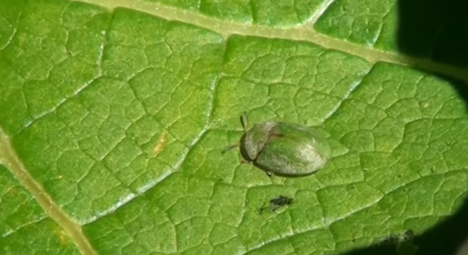 The great beetle swap