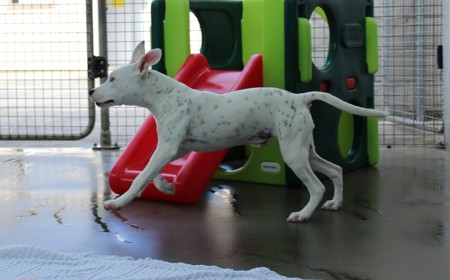 Corriedale tile image