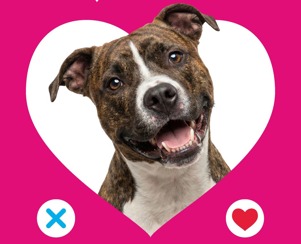 Adoptable Dogs 2