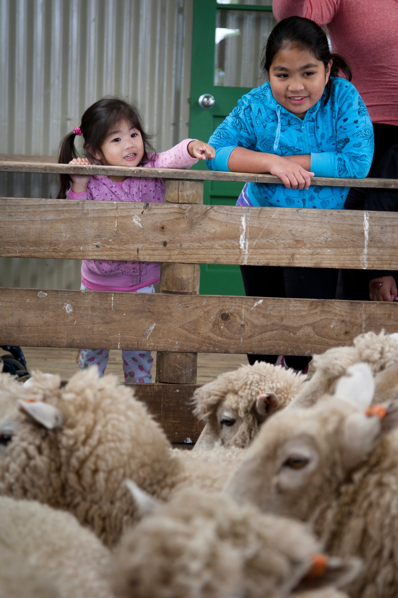 Two girls admiring sheep at Ambury Regional Park. 