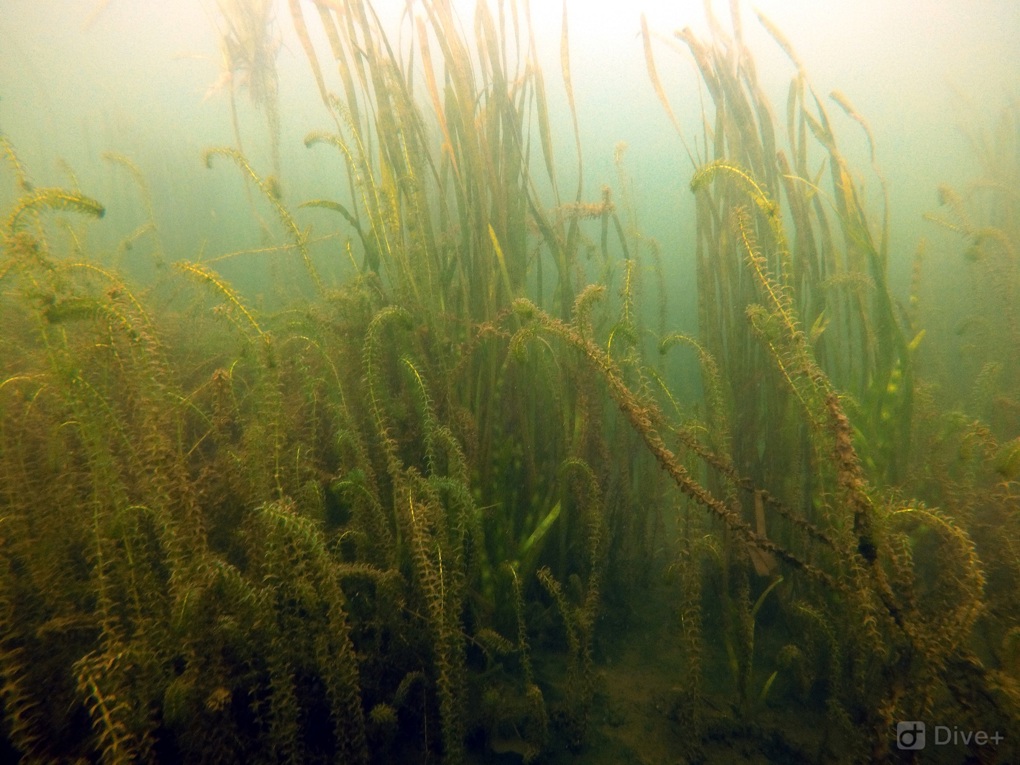 Lake Pupuke3