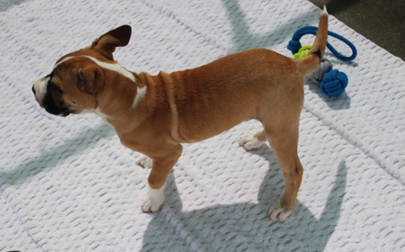 Racka (ADOPTED) tile image