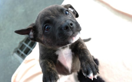 Seabiscuit tile image