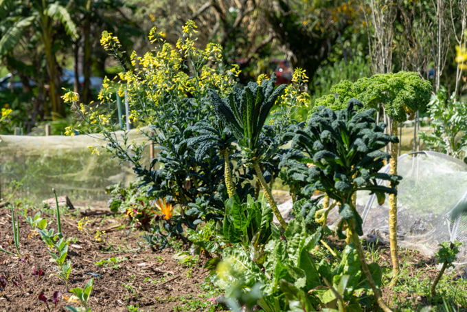 Albert Eden Sustainable Garden Trail 2023 10