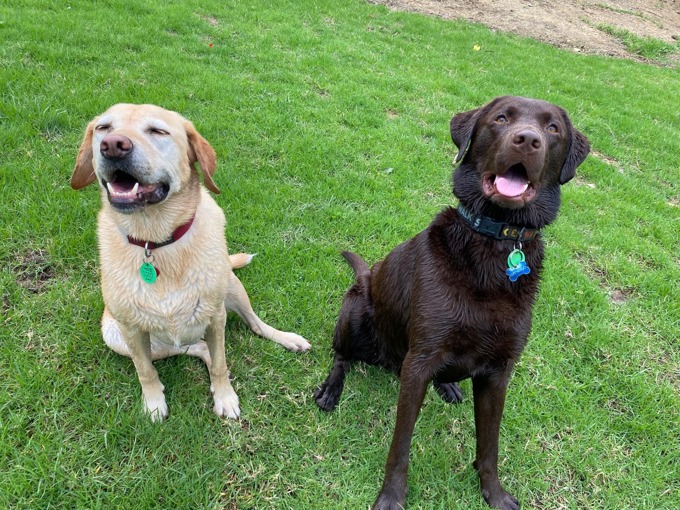 Dog rego renewal reminder