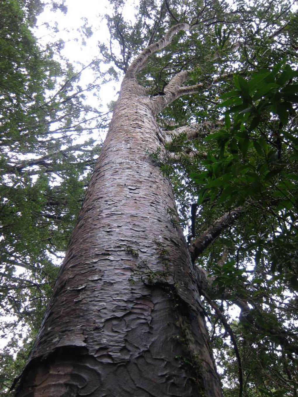 Hillary Trail scenery (27)