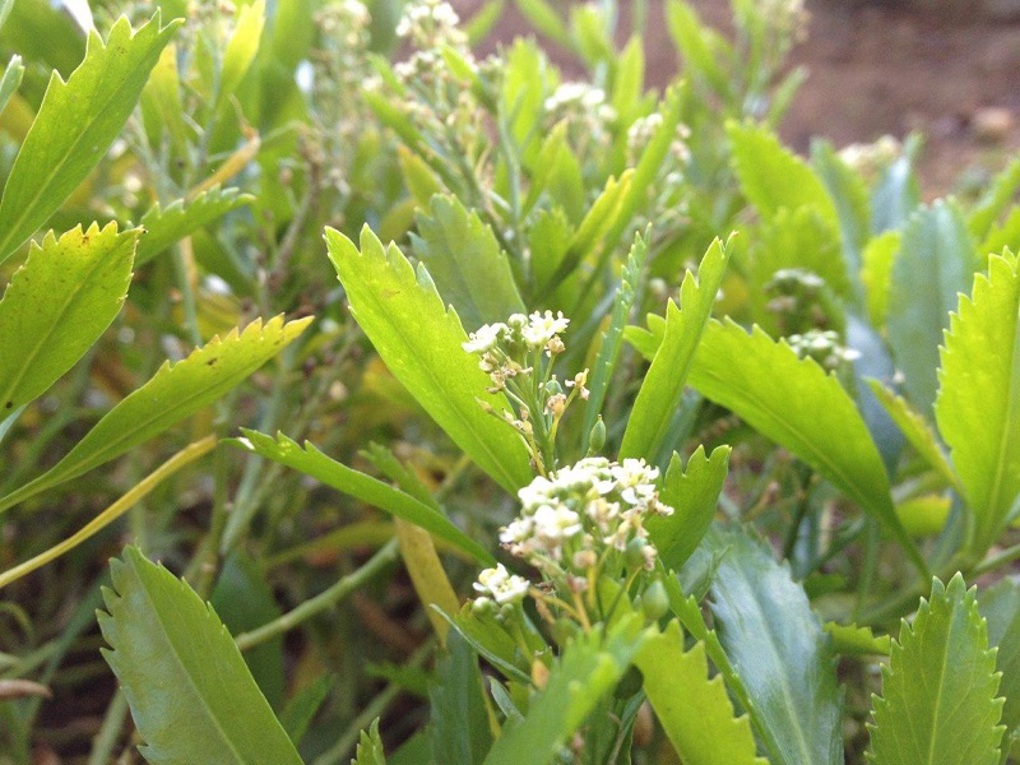 Discover Cooks scurvy grass at the Botanic Gardens 2