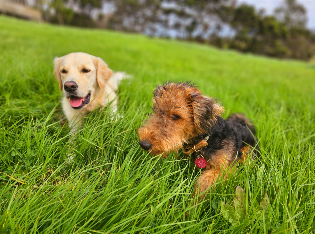 Dogs playing together in the grass. 