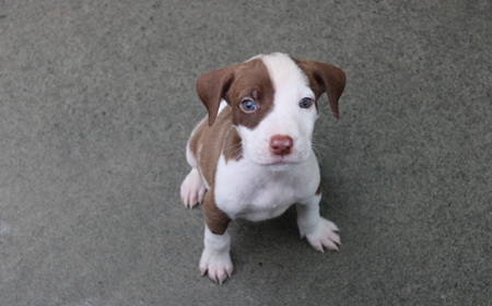 Salsa (ON HOLD) tile image