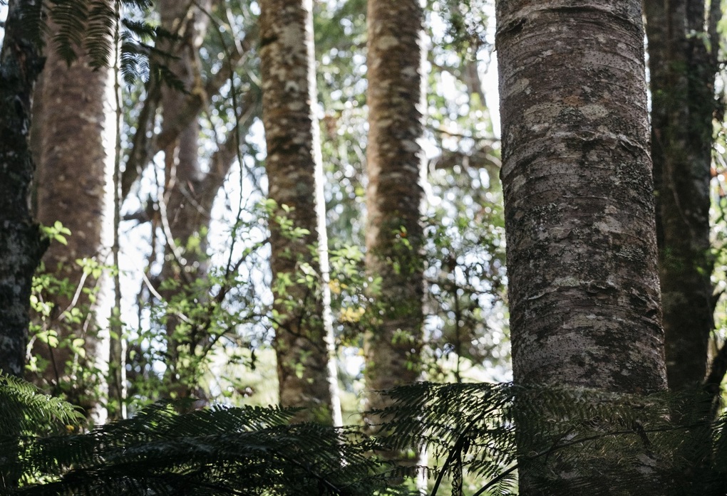 Auckland Council hosts kauri dieback webinar (1)