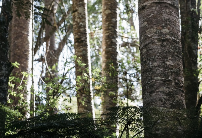 Auckland Council hosts kauri dieback webinar (1)