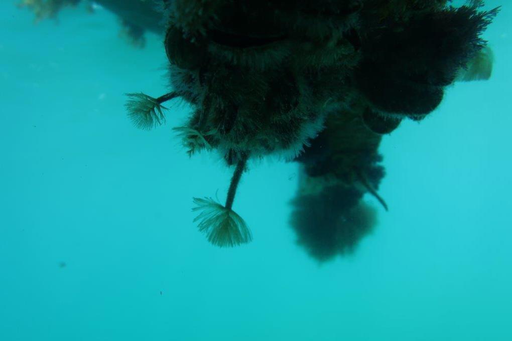 Fanworm 3.jpg