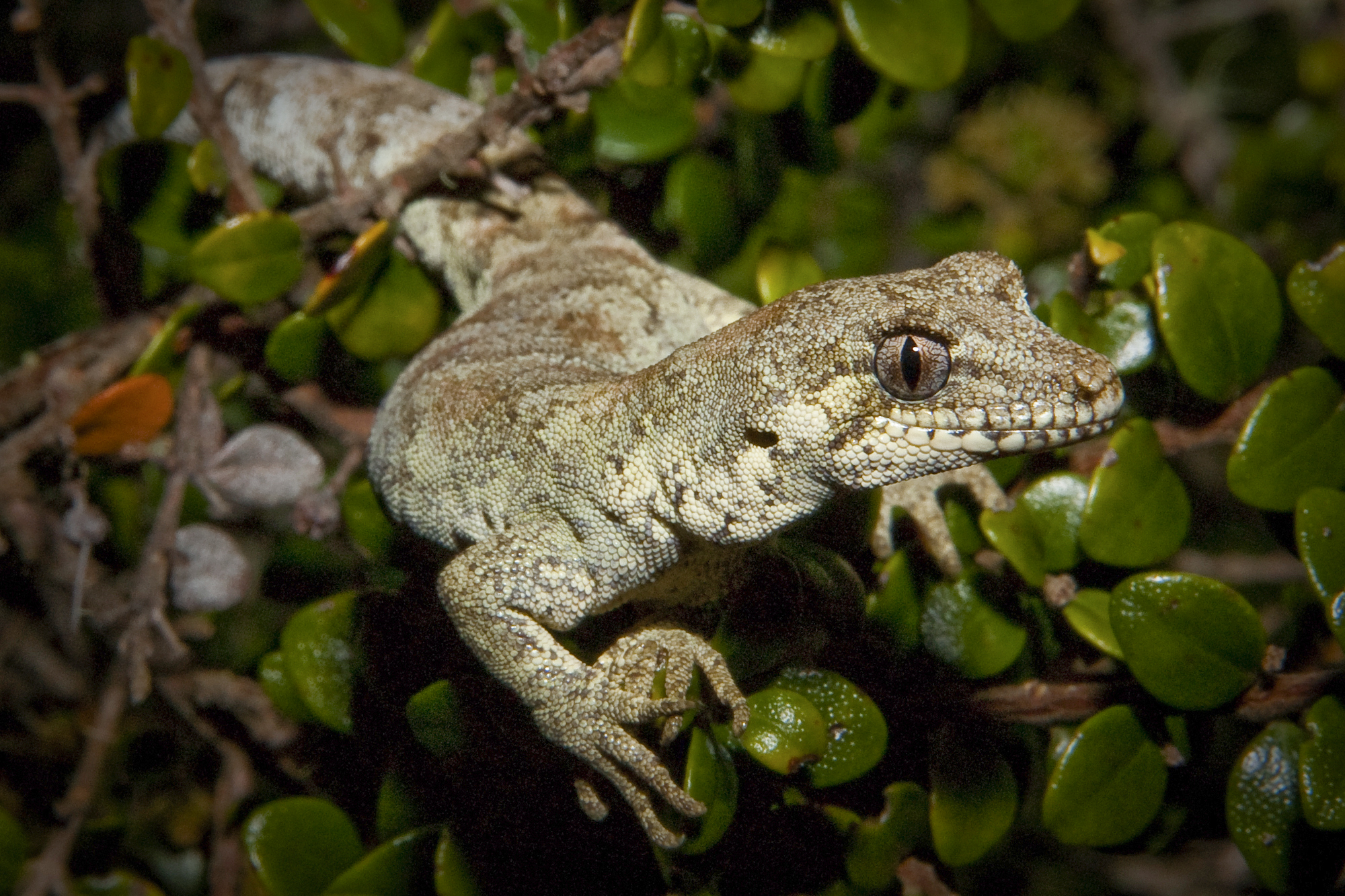 Forest gecko amongst foliage