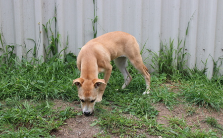 Thai (ADOPTED) tile image