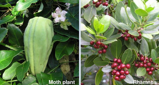 War on Weeds in Howick