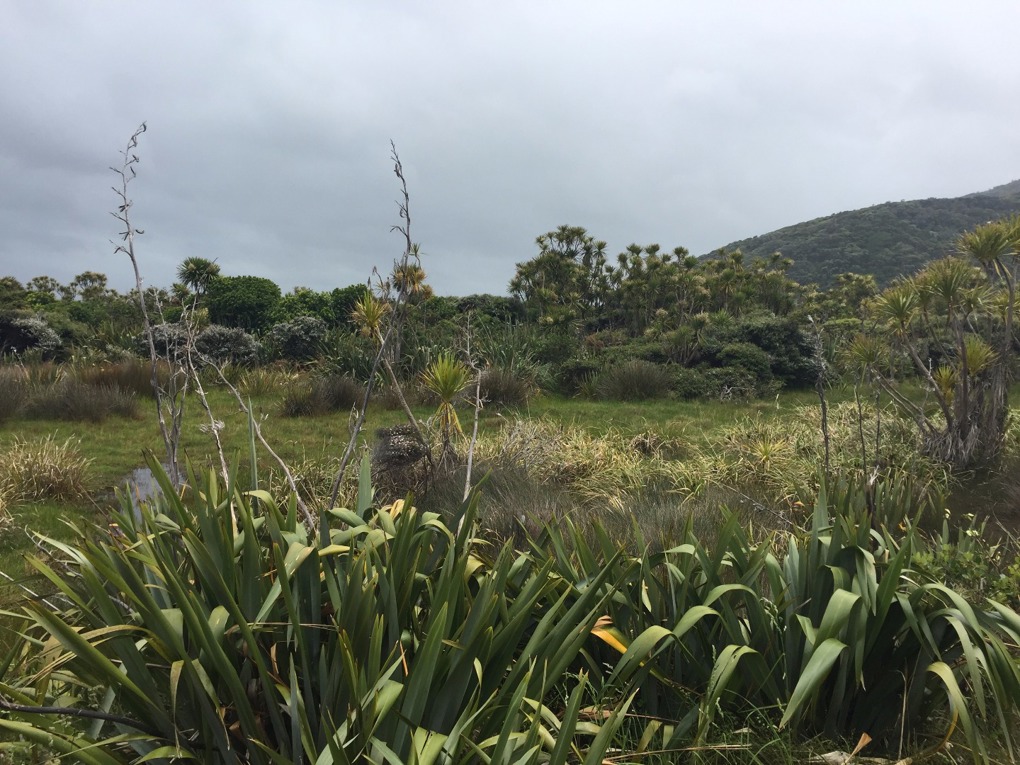 Discover Auckland's wetlands.JPG