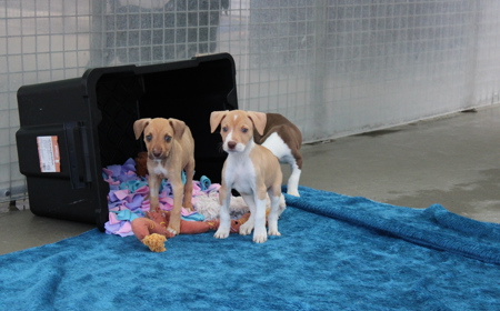 Boogie (ON HOLD) tile image