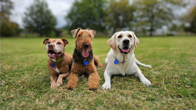 Pre-infringement dog notices