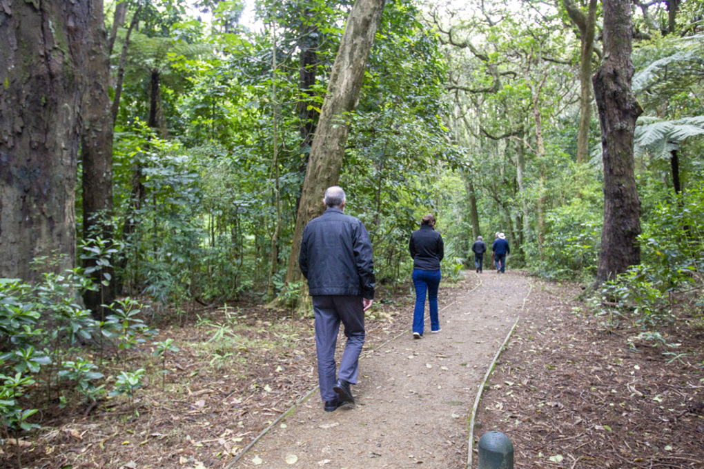 Papakura urban tree cover increases