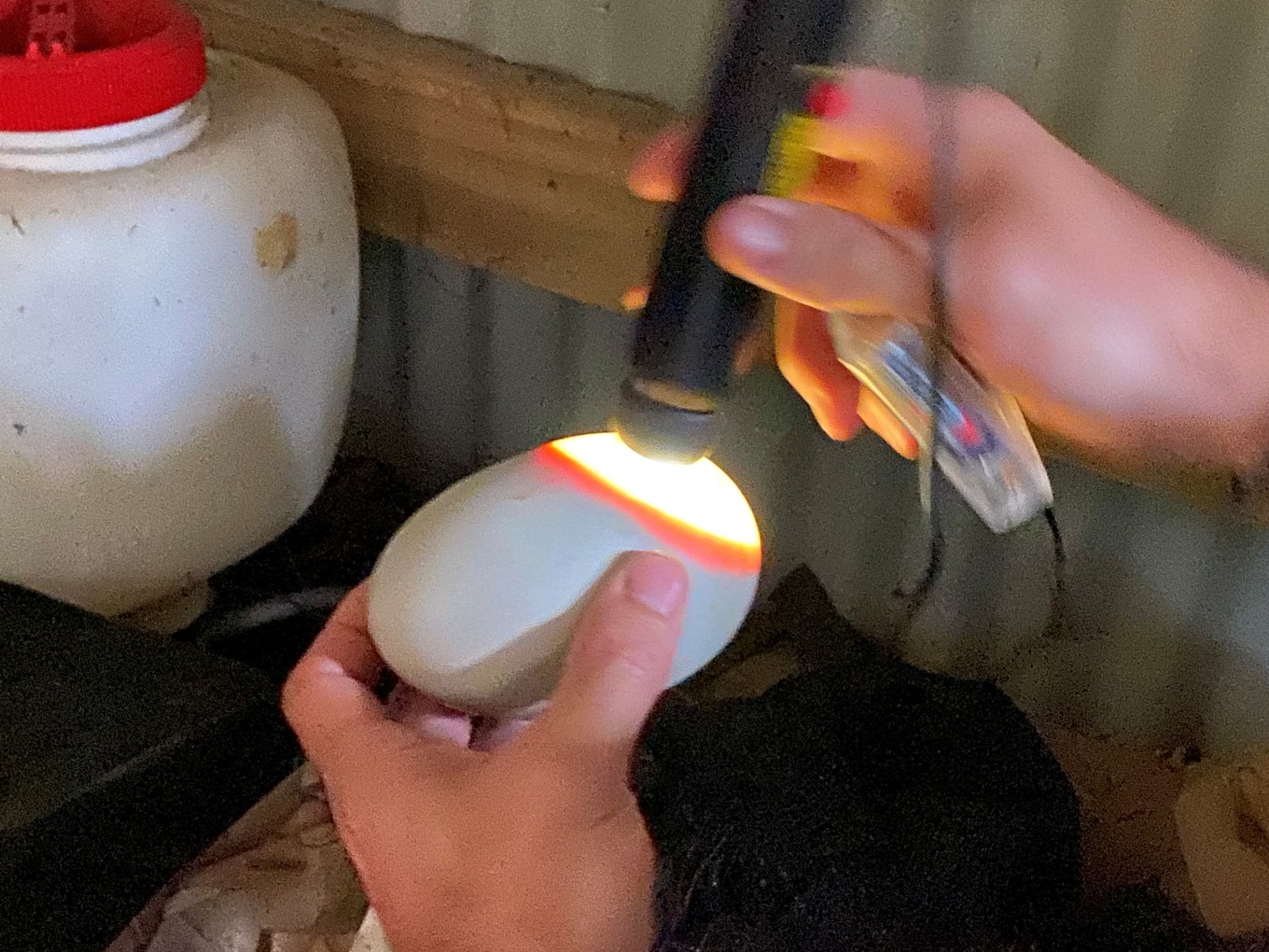 A person looking at a bird egg.