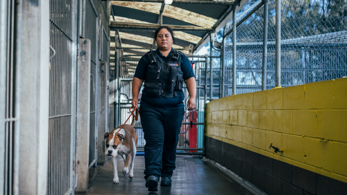 Roaming dogs campaign: shelter