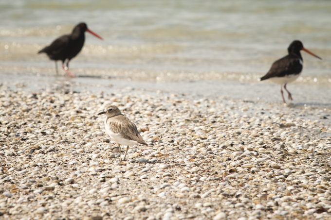 Dog rule change protects shorebirds at Snells Beach