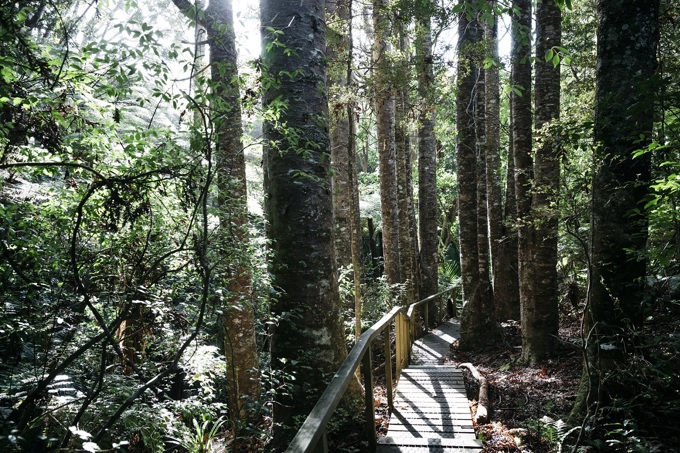 Protecting kauri while dog walking